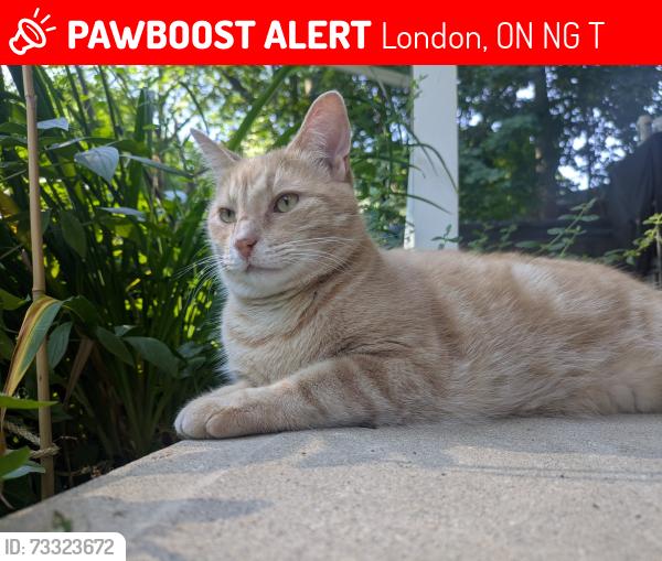 Lost Male Cat last seen Lonsdale Dr and Bromleigh Ave, London, ON N6G 1T4
