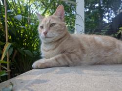 Lost Male Cat last seen Lonsdale Dr and Bromleigh Ave, London, ON N6G 1T4