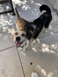 Found/Stray Male Dog last seen Cascadia apmts, San Antonio, TX 78251