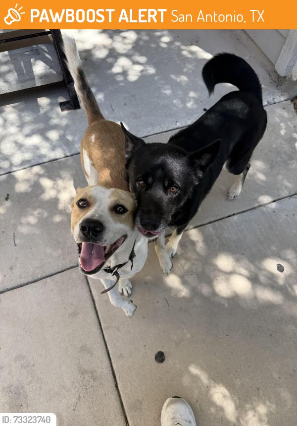 Found/Stray Male Dog last seen Cascadia apmts, San Antonio, TX 78251