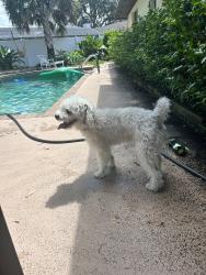 Reunited Male Dog last seen Sterling Oaks Dr. and Sandpiper Dr, Casselberry, FL, Casselberry, FL 32707