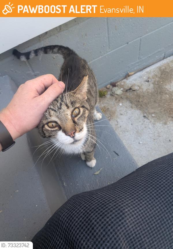 Found/Stray Unknown Cat last seen near North Park apmts, Evansville, IN 47710