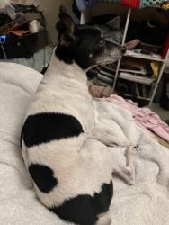 Lost Male Dog last seen Del sol Lane, San Diego, CA 92154