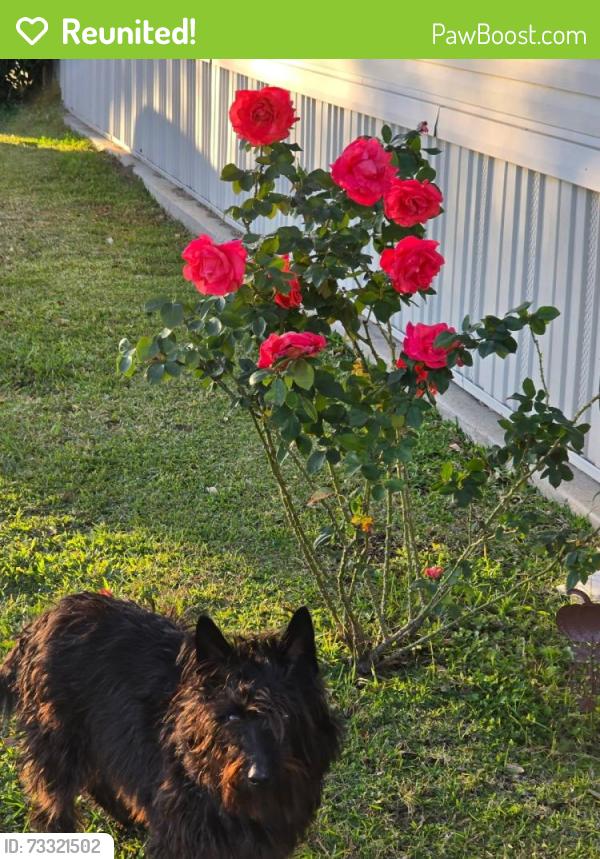 Reunited Male Dog last seen Near Migues Rd, New Iberia, LA 70560, USA, New Iberia, LA 70560
