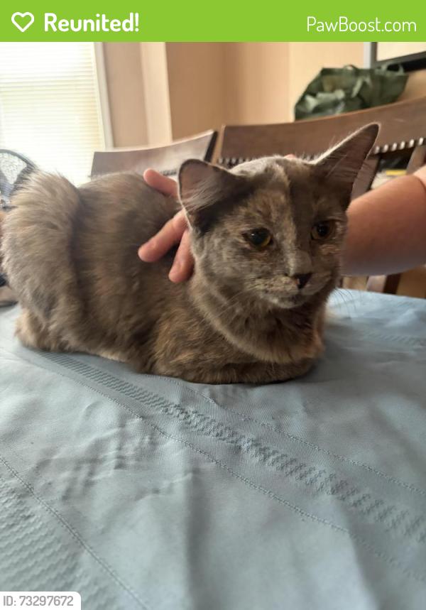 Reunited Female Cat last seen Union Avenue near Steuben Street, Crafton, PA 15205