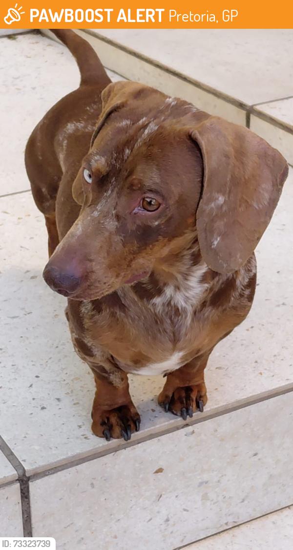 Found/Stray Male Dog last seen 210a Blouhaak St Pretoria, Pretoria, GP 0181