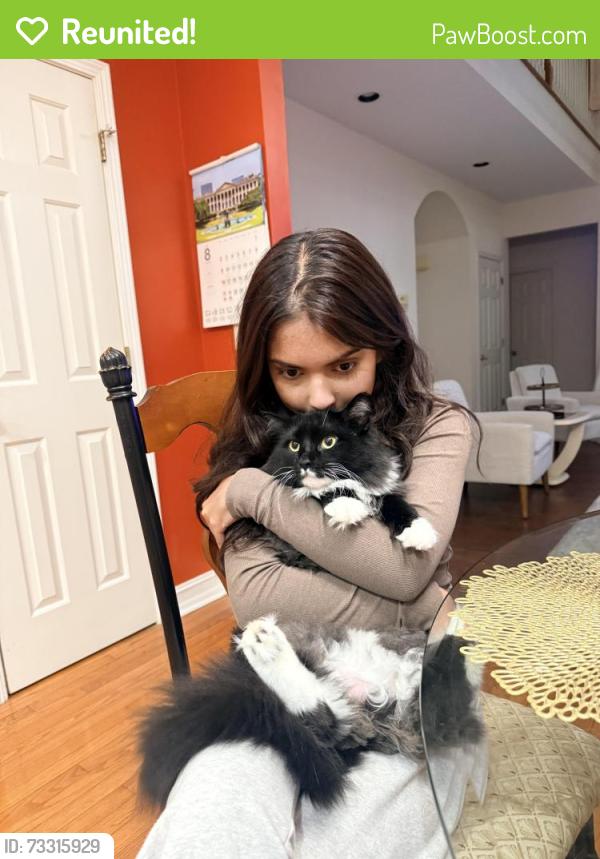 Reunited Female Cat last seen Killian hill arcado, Lilburn, GA 30047