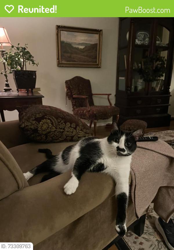 Reunited Female Cat last seen Near MST NE, Auburn, WA 98002