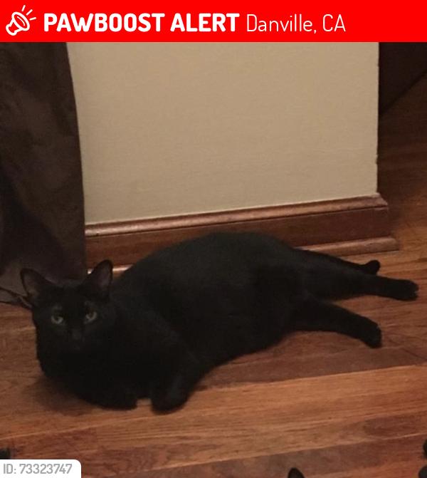 Lost Female Cat last seen Joaquin and Camino Ramon, Danville, CA 94526