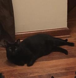 Lost Female Cat last seen Joaquin and Camino Ramon, Danville, CA 94526