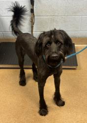 Shelter Stray Male Dog last seen Near Forest Path, Stone Mountain, GA, 30088, 30088, GA, 3280 Chamblee Dunwoody Rd, Chamblee, GA 30341, USA