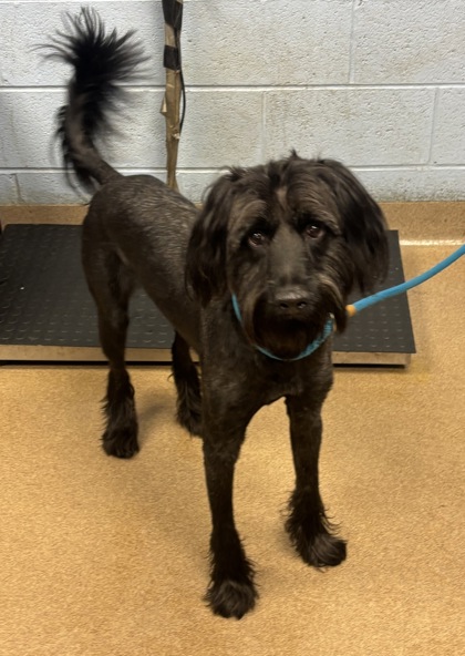 Shelter Stray Male Dog last seen Near Forest Path, Stone Mountain, GA, 30088, 30088, GA, 3280 Chamblee Dunwoody Rd, Chamblee, GA 30341, USA