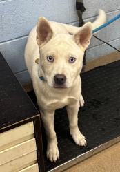 Shelter Stray Male Dog last seen Near Treecrest Pkwy, 30035, GA, 3280 Chamblee Dunwoody Rd, Chamblee, GA 30341, USA