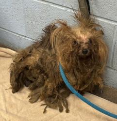 Shelter Stray Female Dog last seen Near Donnell Way, 30035, GA, 3280 Chamblee Dunwoody Rd, Chamblee, GA 30341, USA