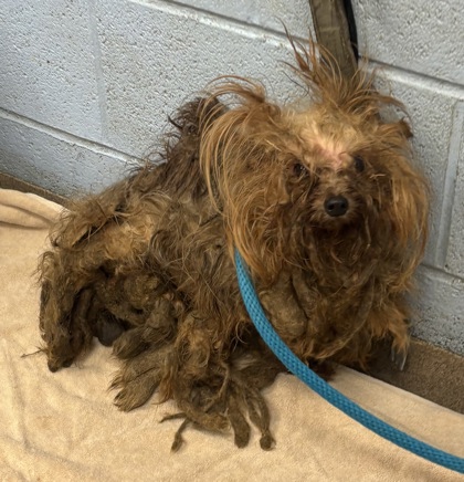 Shelter Stray Female Dog last seen Near Donnell Way, 30035, GA, 3280 Chamblee Dunwoody Rd, Chamblee, GA 30341, USA