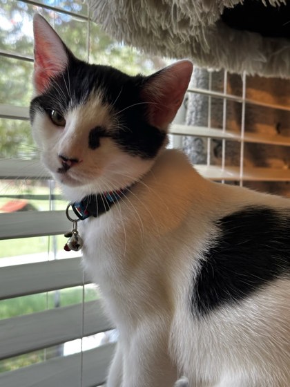 Shelter Stray Female Cat last seen Near Chamblee Dunwoody Rd, Chamblee, GA 30341, 30341, GA, 3280 Chamblee Dunwoody Rd, Chamblee, GA 30341, USA