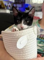 Shelter Stray Female Cat last seen Near Chamblee Dunwoody Rd, Chamblee, GA 30341, 30341, GA, 3280 Chamblee Dunwoody Rd, Chamblee, GA 30341, USA