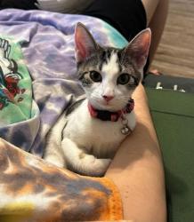 Shelter Stray Female Cat last seen Near Chamblee Dunwoody Rd, Chamblee, GA 30341, 30341, GA, 3280 Chamblee Dunwoody Rd, Chamblee, GA 30341, USA