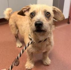 Shelter Stray Male Dog last seen 84th & B St, Oakland, CA, 1101 29th Ave, Oakland, CA 94601, USA