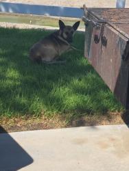 Found/Stray Unknown Dog last seen Mtn. View Park Eastvale, Eastvale, CA 92880