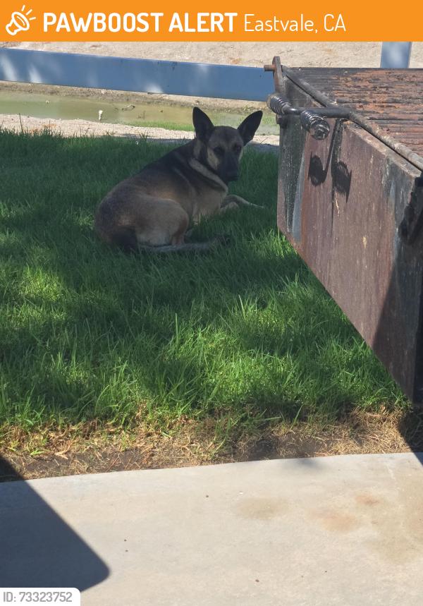 Found/Stray Unknown Dog last seen Mtn. View Park Eastvale, Eastvale, CA 92880