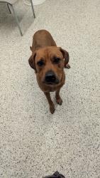 Shelter Stray Female Dog last seen Near FORREST PARK RD, Atlanta, GA, 1251 Fulton Industrial Blvd NW, Atlanta, GA 30336, USA