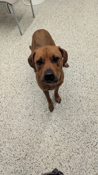 Shelter Stray Female Dog last seen Near FORREST PARK RD, Atlanta, GA, 1251 Fulton Industrial Blvd NW, Atlanta, GA 30336, USA