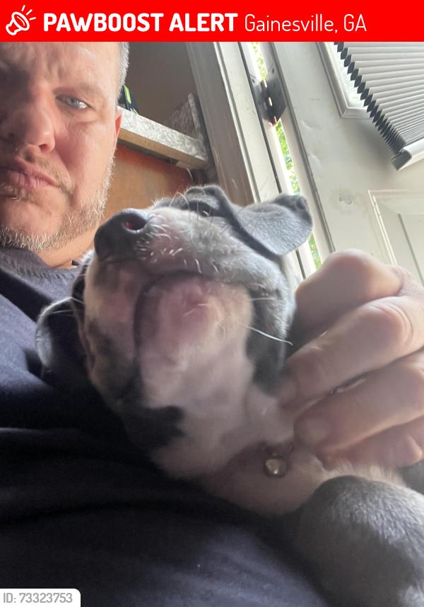 Lost Male Dog last seen Crystal Cove Road, Gainesville, GA 30506