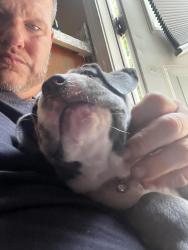 Lost Male Dog last seen Crystal Cove Road, Gainesville, GA 30506
