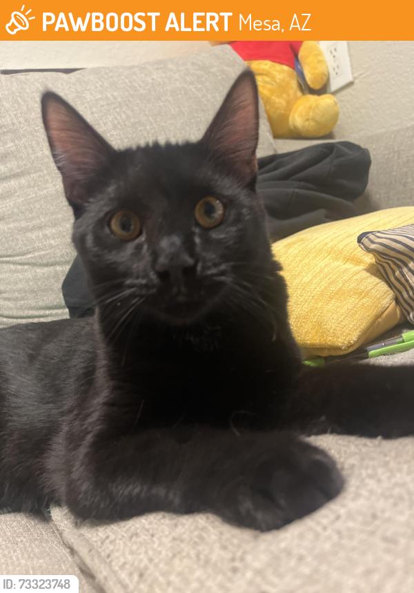 Found/Stray Male Cat last seen Country club and Rio Salado, Mesa, AZ 85201