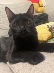 Found/Stray Male Cat last seen Country club and Rio Salado, Mesa, AZ 85201