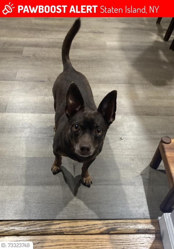 Lost Male Dog last seen Nicholas and Innis, Staten Island, NY 10302