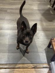 Lost Male Dog last seen Nicholas and Innis, Staten Island, NY 10302