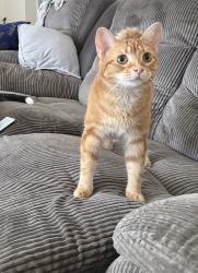 Reunited Female Cat last seen Dixie and Dundas, Mississauga, ON L4Y 3A9