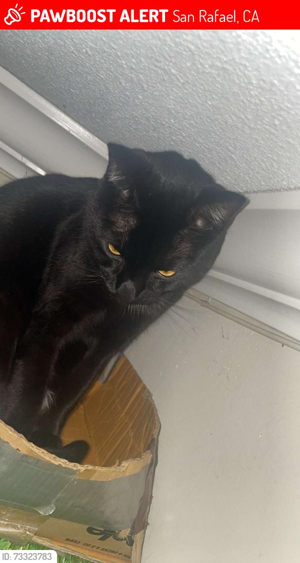 Lost Male Cat last seen Near nova Albion way, San Rafael, CA 94903