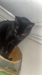 Lost Male Cat last seen Near nova Albion way, San Rafael, CA 94903