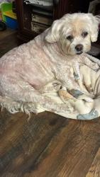 Reunited Female Dog last seen Near E 16th St, Long Beach, CA 90804, USA, Long Beach, CA 90804