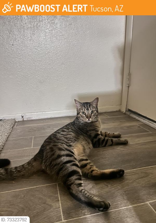 Found/Stray Male Cat last seen The Woods apmts, Tucson, AZ 85746