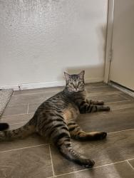 Found/Stray Male Cat last seen The Woods apmts, Tucson, AZ 85746