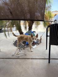 Found/Stray Male Dog last seen Central and Buckeye RD, Avondale, AZ 85323