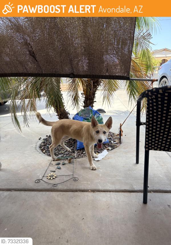 Found/Stray Male Dog last seen Central and Buckeye RD, Avondale, AZ 85323