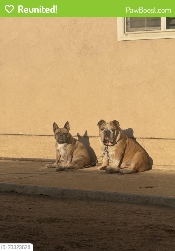 Reunited Male Dog last seen Coronado Ave, San Diego, CA 92154, USA, San Diego, CA 92154
