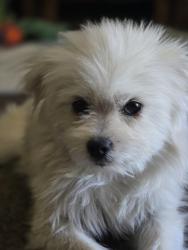 Found/Stray Male Dog last seen Monte vista dr pinole 94564, Pinole, CA 94564