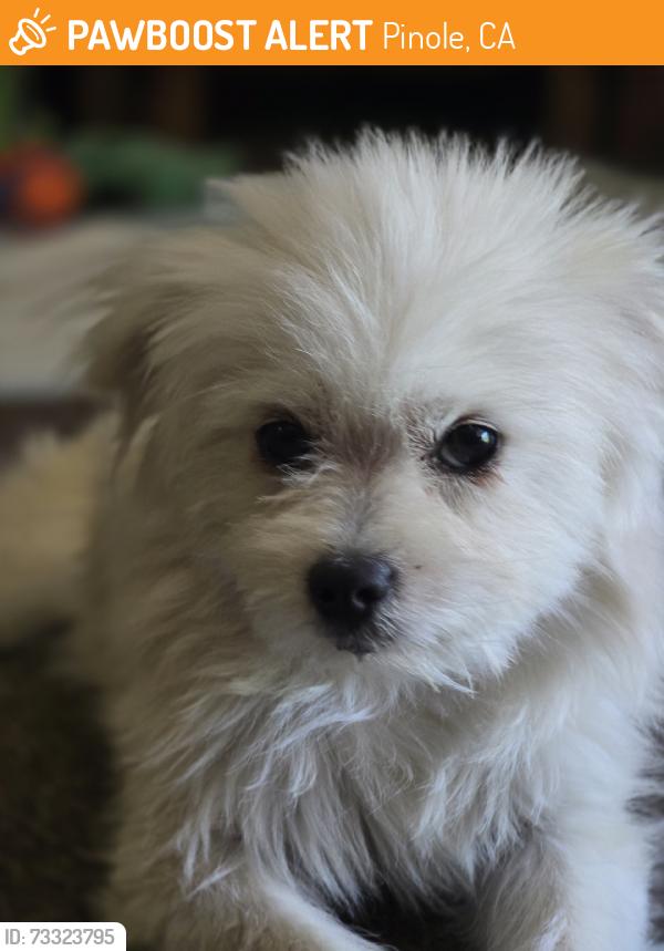 Found/Stray Male Dog last seen Monte vista dr pinole 94564, Pinole, CA 94564