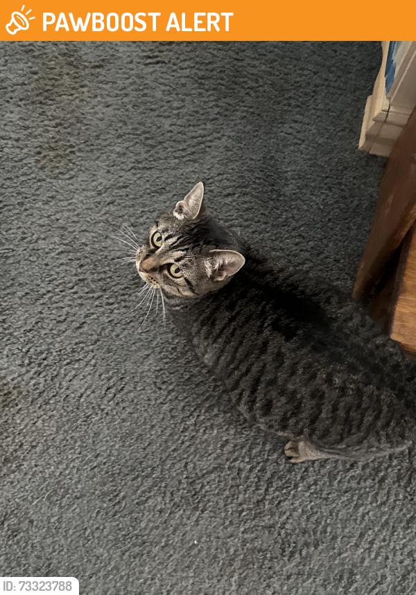 Found/Stray Unknown Cat last seen Pondella Rd, North Fort Myers, FL 33903
