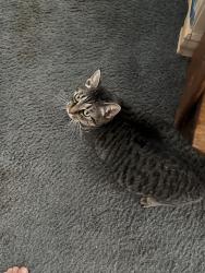 Found/Stray Unknown Cat last seen Pondella Rd, North Fort Myers, FL 33903