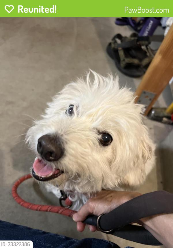 Reunited Unknown Dog last seen Murillo Ave and Springbrook Ave, San Jose, CA 95148
