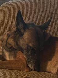 Lost Female Dog last seen Newbys Bridge Road, Buttermere Court, Chesterfield, VA 23832