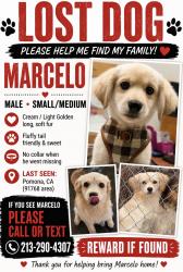 Reunited Male Dog last seen Arroyo Ave, Pomona, CA 91768, USA, Pomona, CA 91768