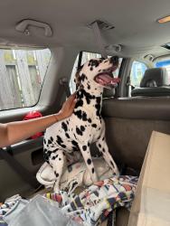 Found/Stray Female Dog last seen Near Atlantic st. Jersey city, Jersey City, NJ 07304